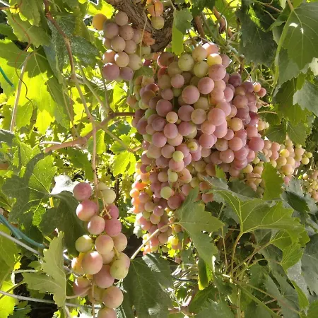 住宿加早餐酒店 Capinera